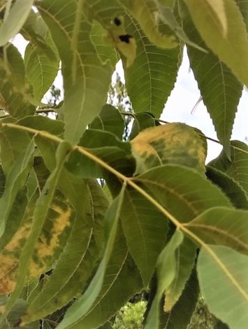 Scorch mite leaf damage